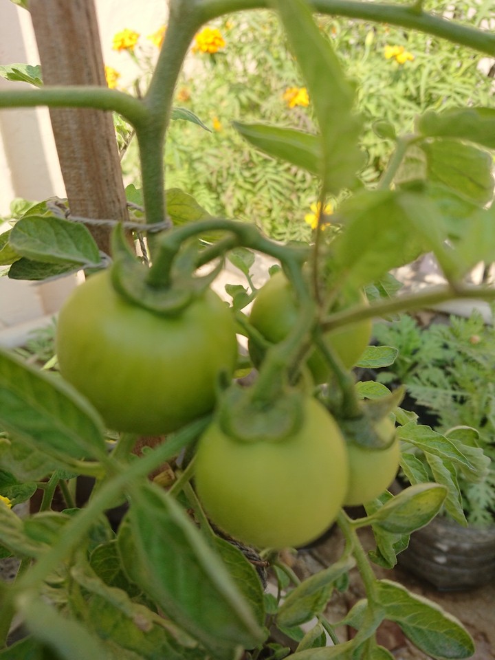 Tomatto