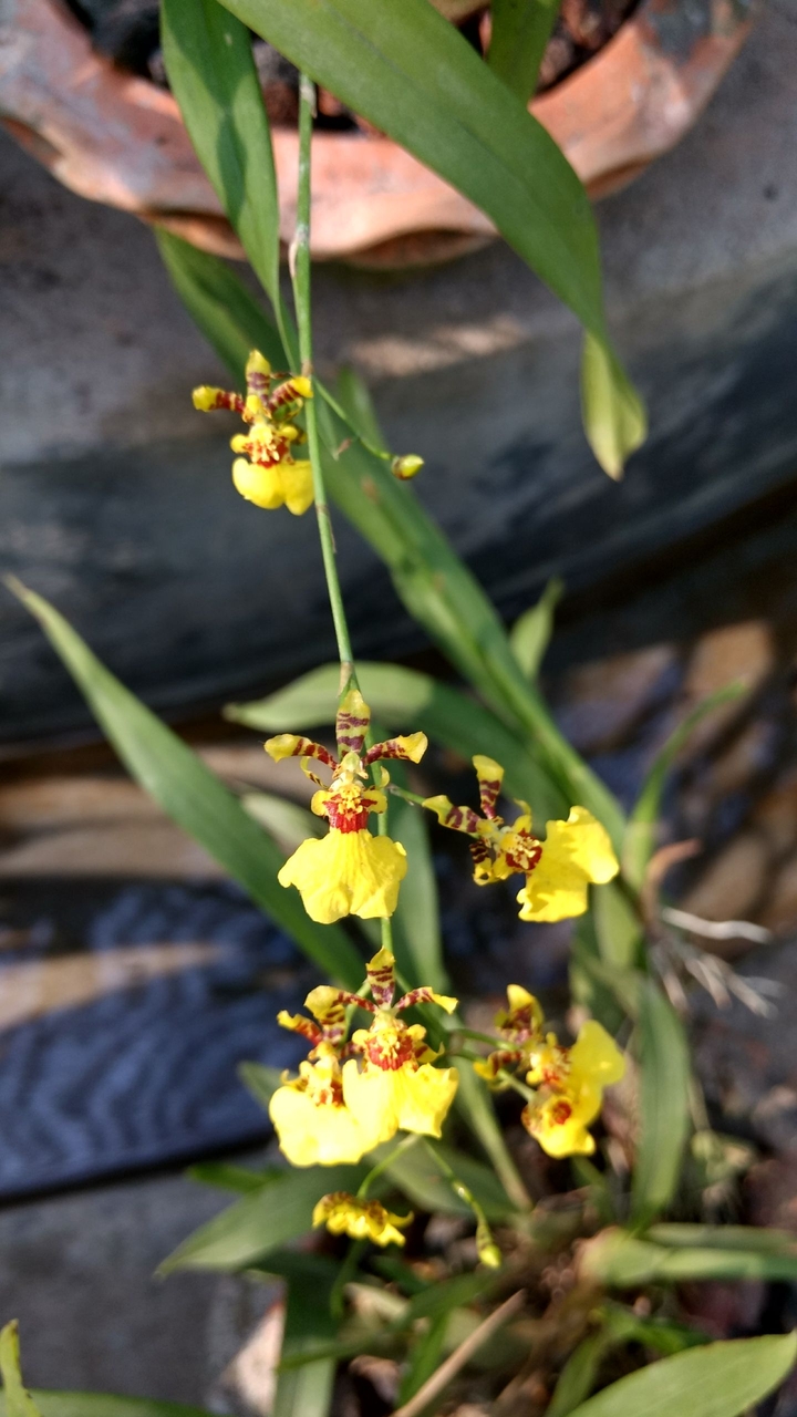 The Dancing Lady orchid