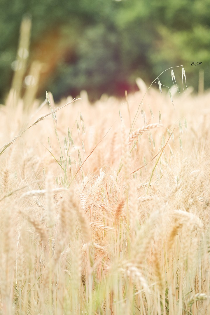 campagne
