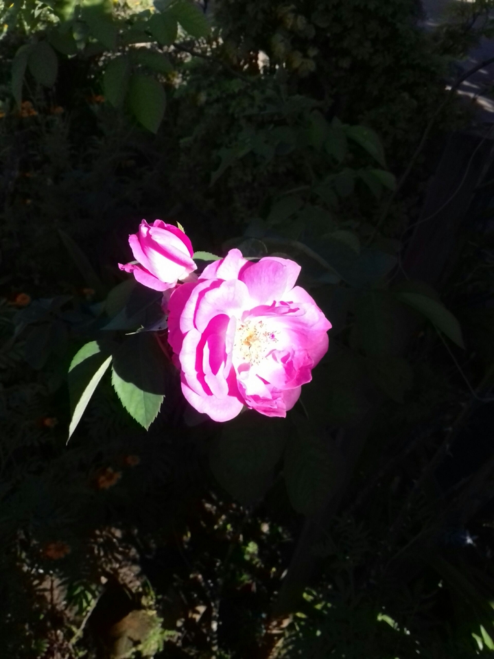 pink rose
