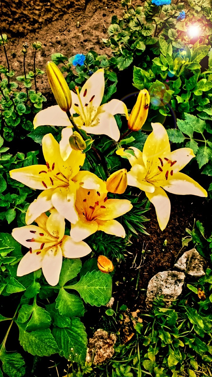 lily
