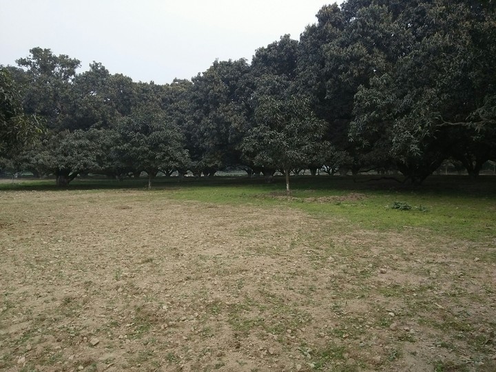 Trees