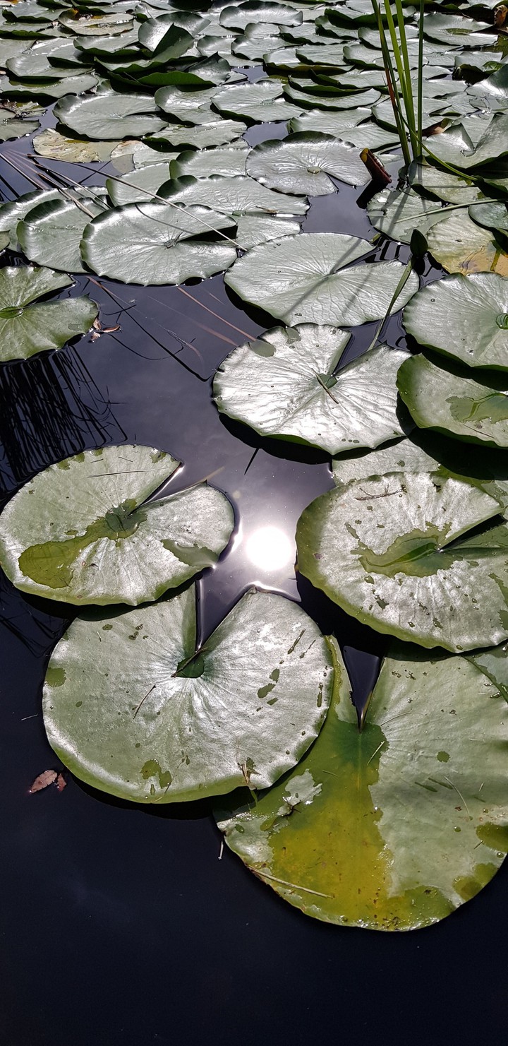 연잎