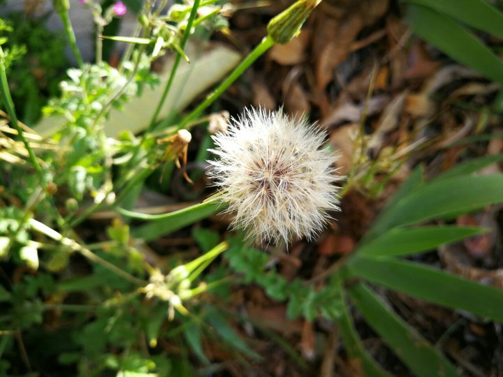 Dandelion