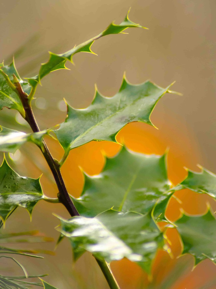Mistletoe