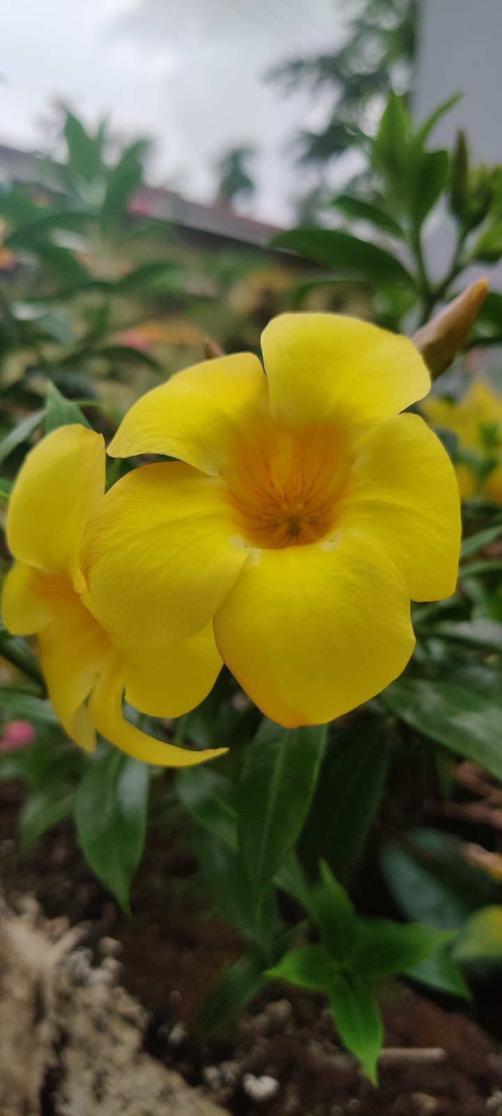 flower