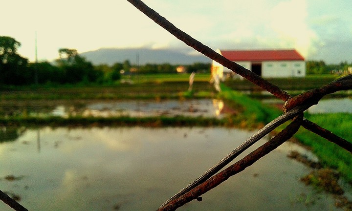 Rice Paddy