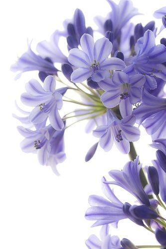 Purple Flowers the most beautiful colour
