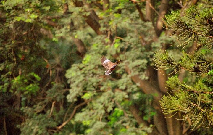 Flying bird