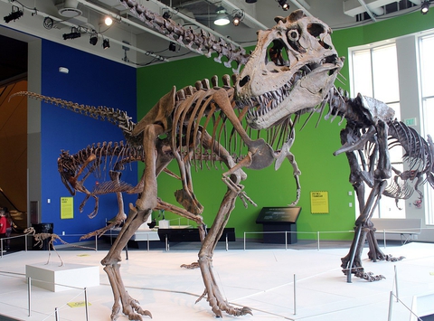 skelly dino