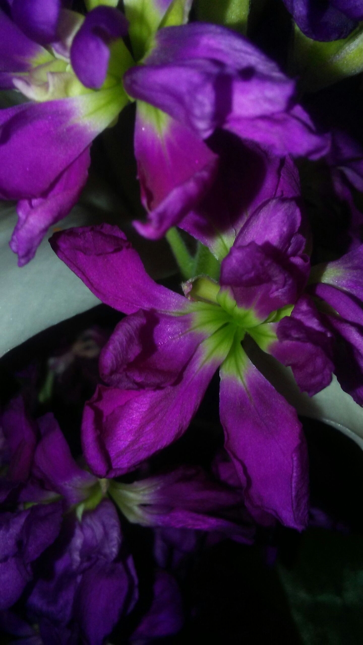 I just got this flowers