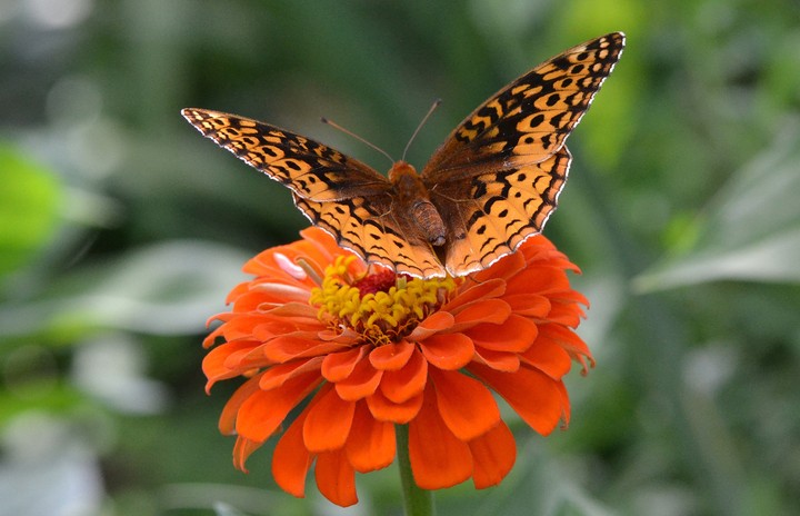Fleur et papillon❤