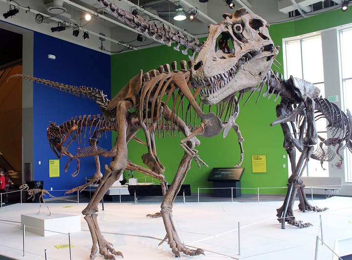 skelly dino