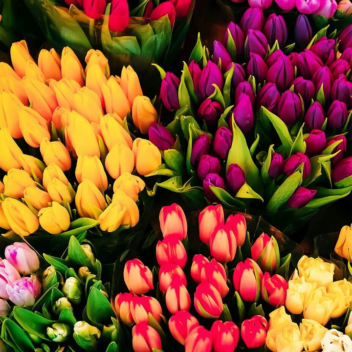 ❀ flowers ❀