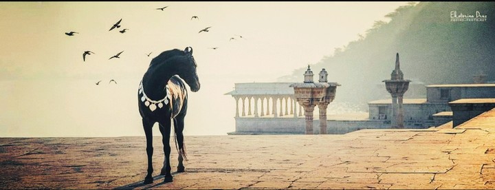 beautifull horse