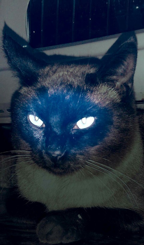 chat siamo