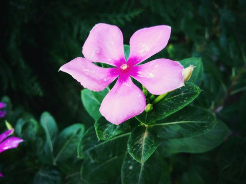 шпалери petal, flowers