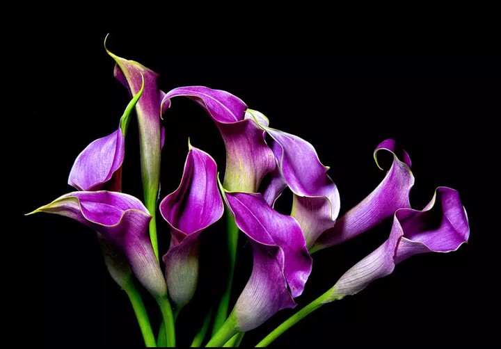 Kalla lilium