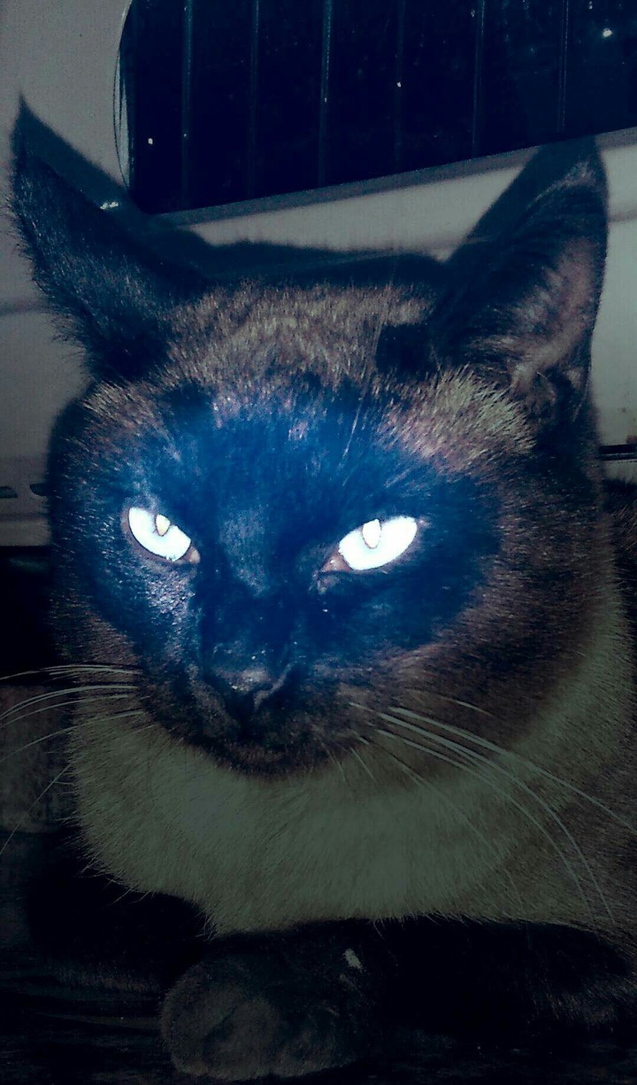 chat siamo