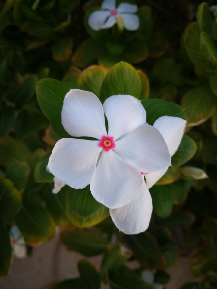 white flower