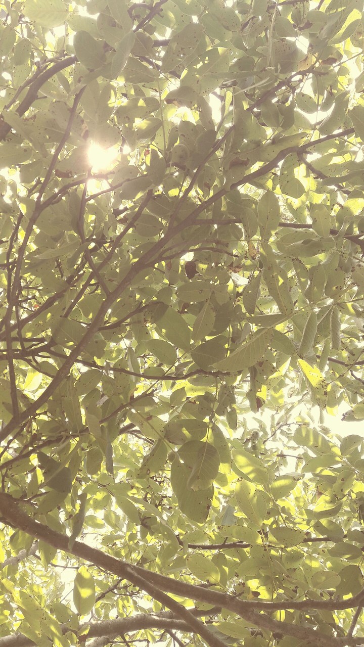 leaves