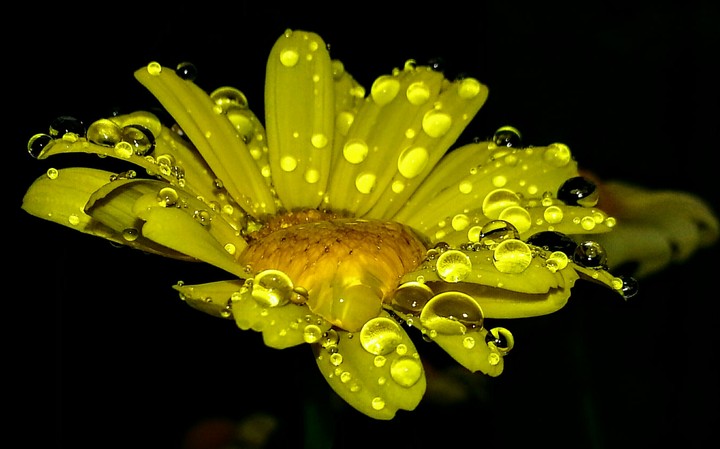 Flower in the Rain