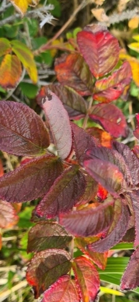 обои rose, Autumn