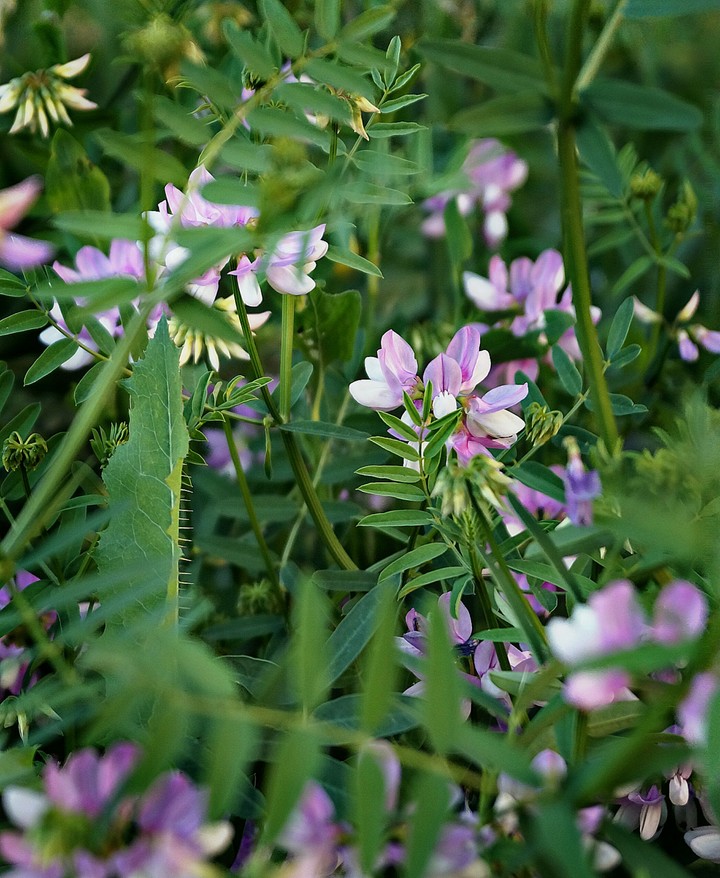 Grass