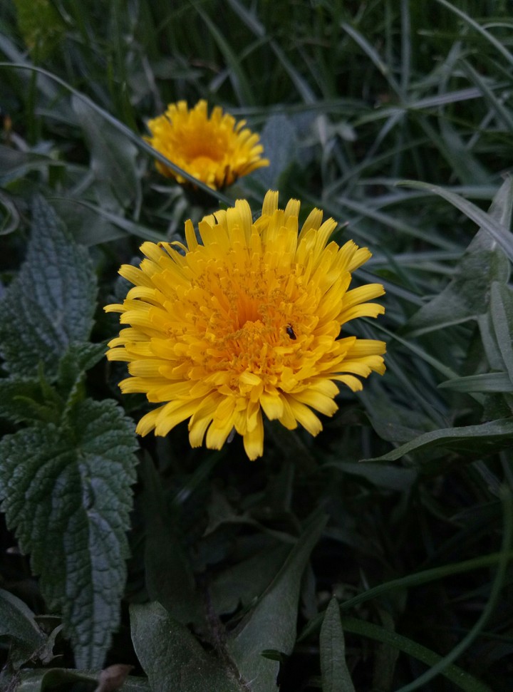 Dandelion and insect