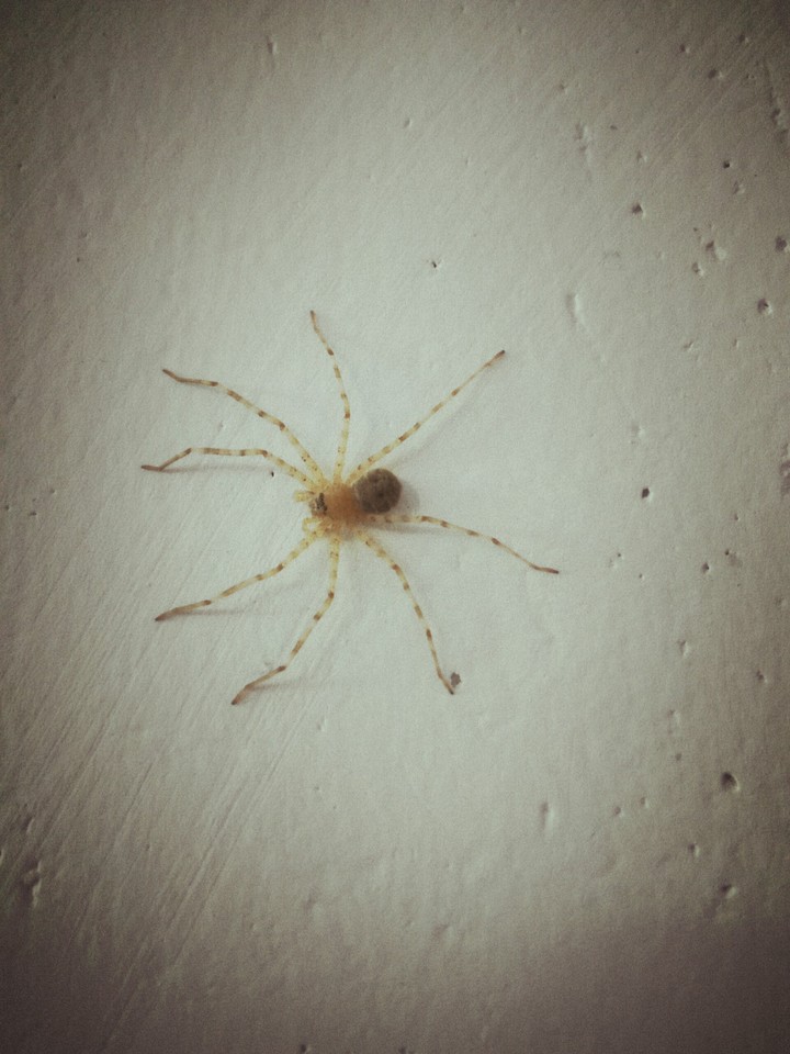 A little Spider