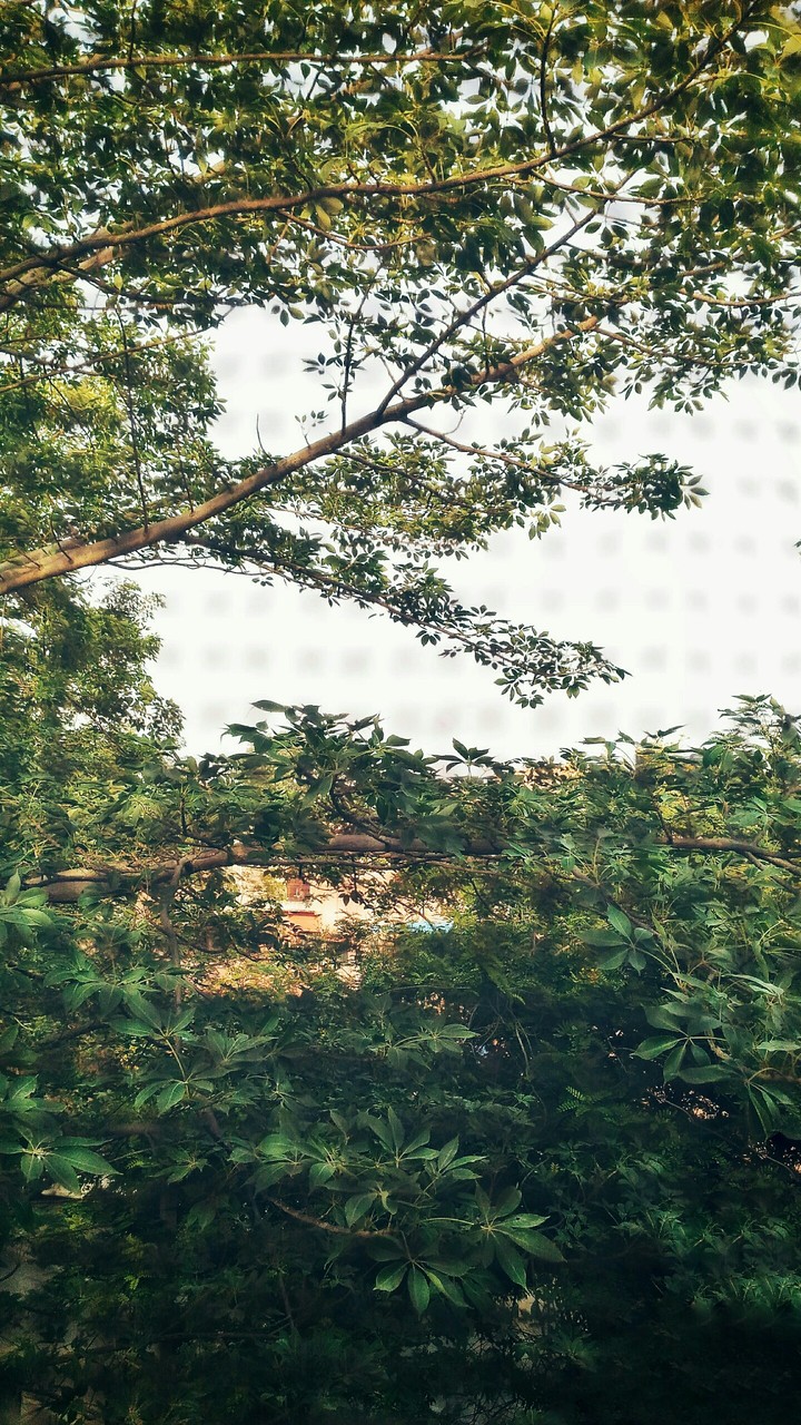 trees