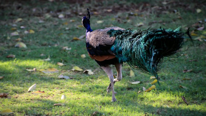 peacock