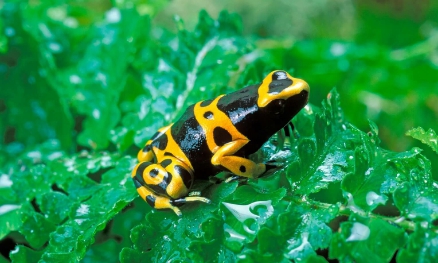 Frogs