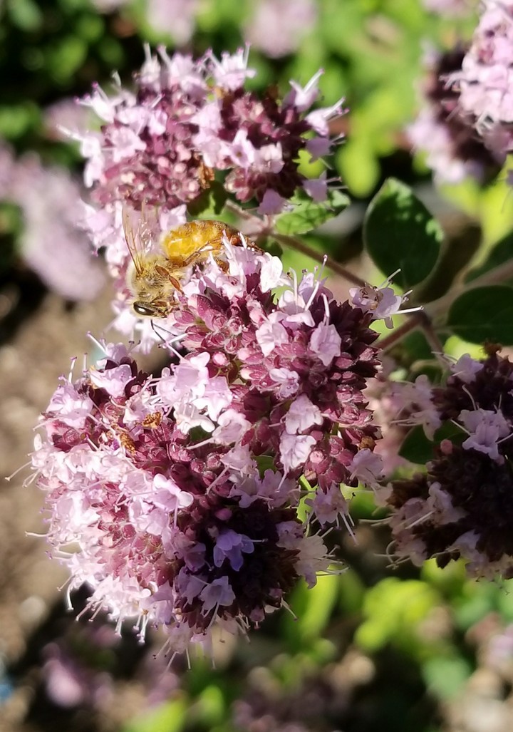 Bees at work