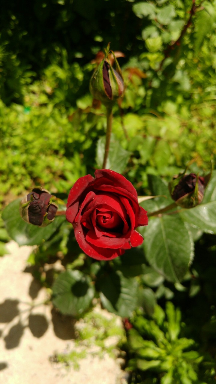 flower