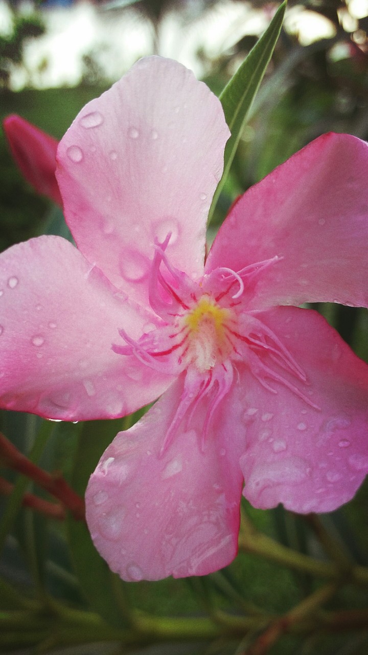 flower