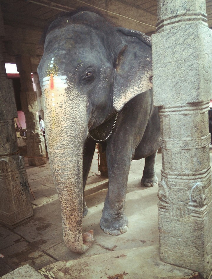 Animal