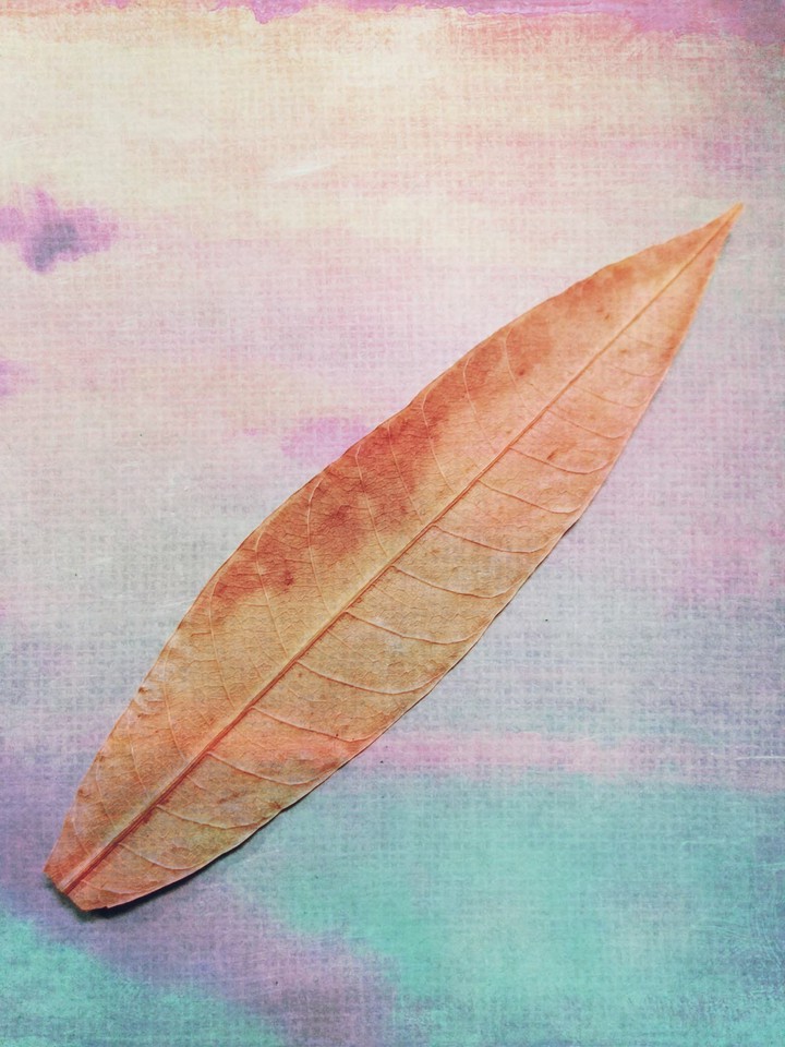 leaf