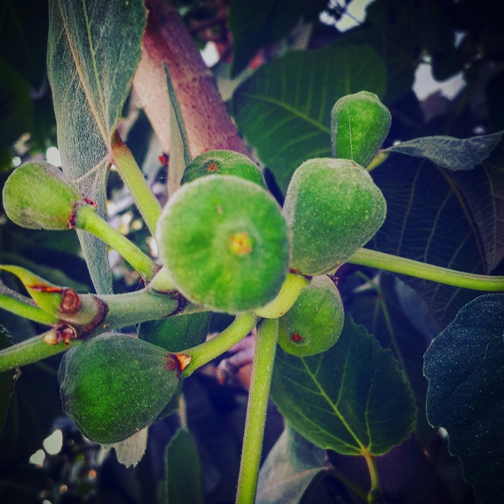 Fruits