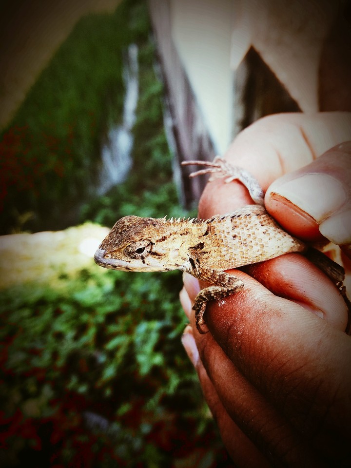 nature