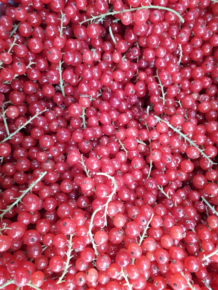 Fruit