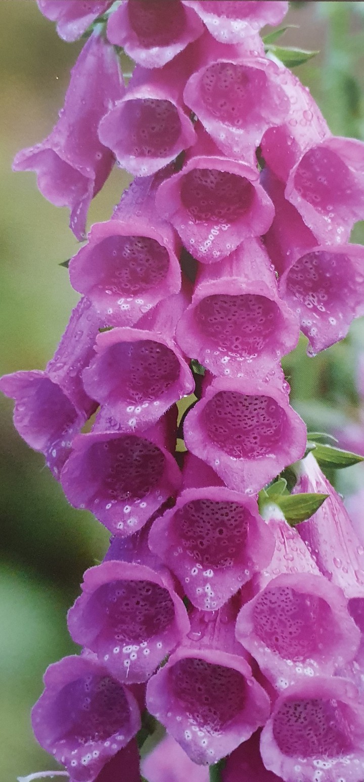 Blumen