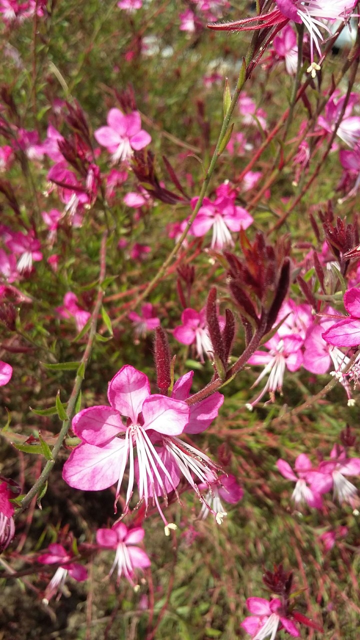 Flora