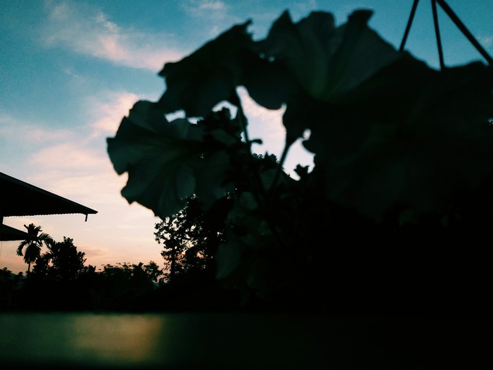 Summer Haze