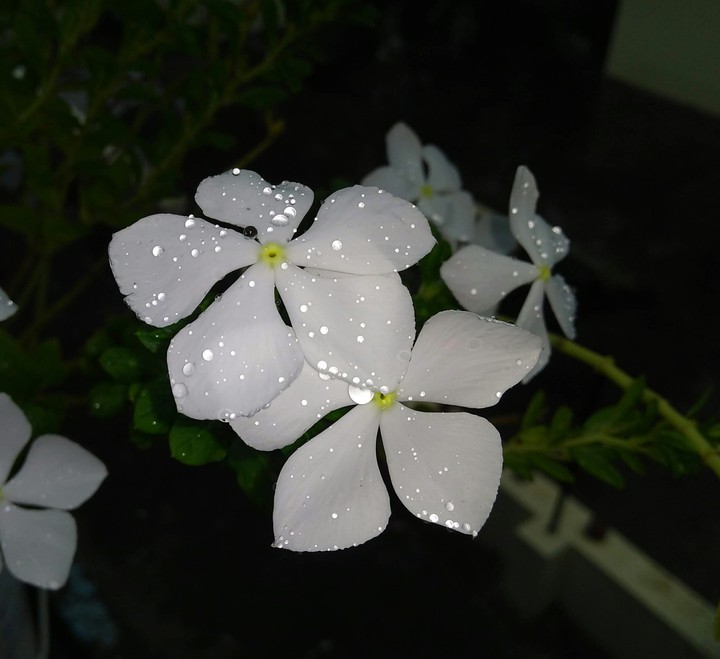 Rain drops