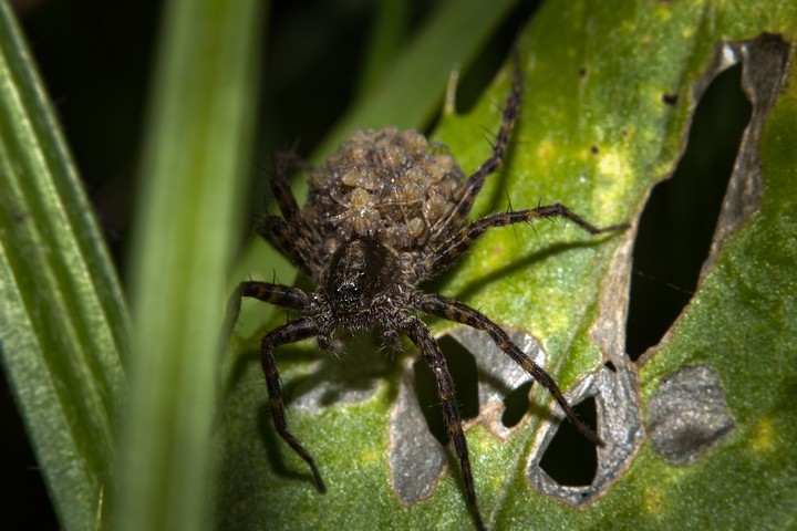 spider