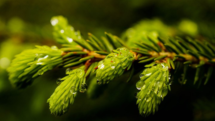 Macro photo