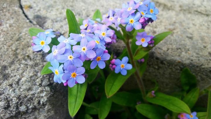blue