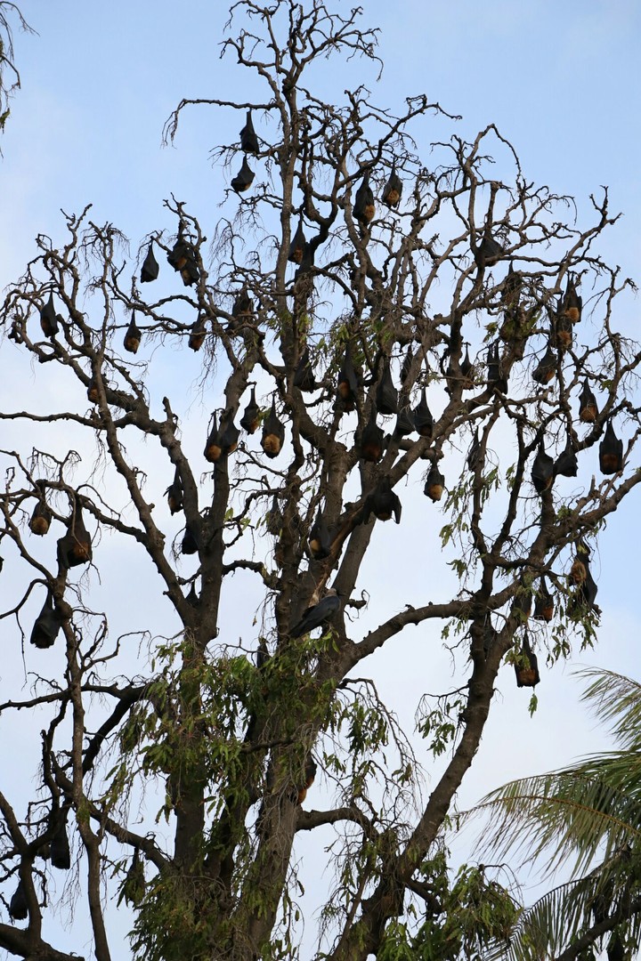many Batman on the tree ;)