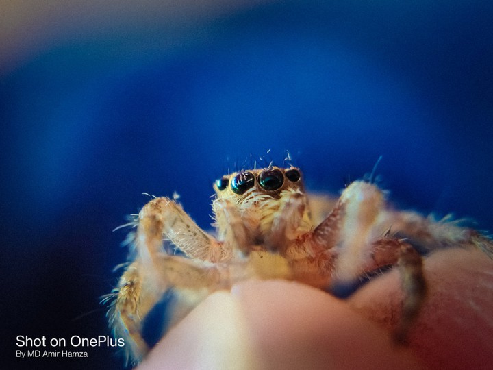 spider
